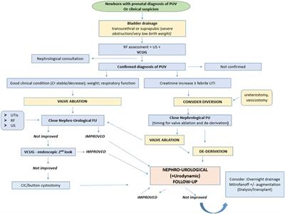 Posterior urethral valves: Role of prenatal diagnosis and long-term management of bladder function; a single center point of view and review of literature